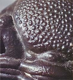 This monsterlike, perfectly preserved trilobite head looks like a prehistoric creature ... which, of course, is just what it is!